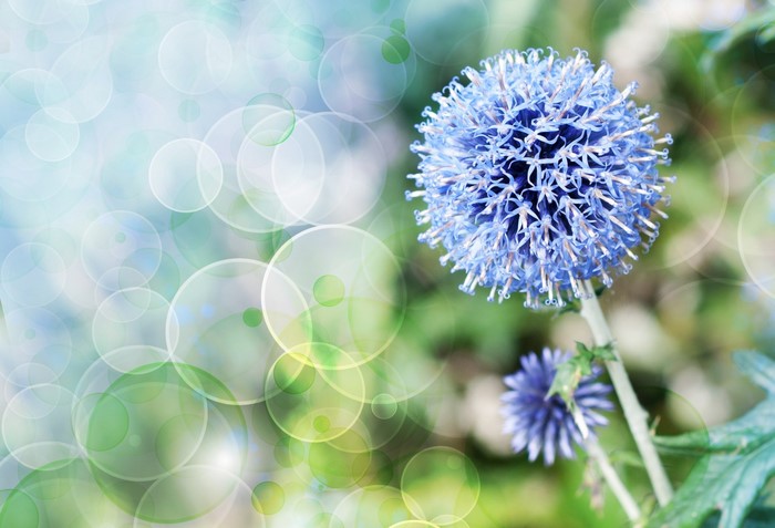 Blue globe thistle flower with bokeh background