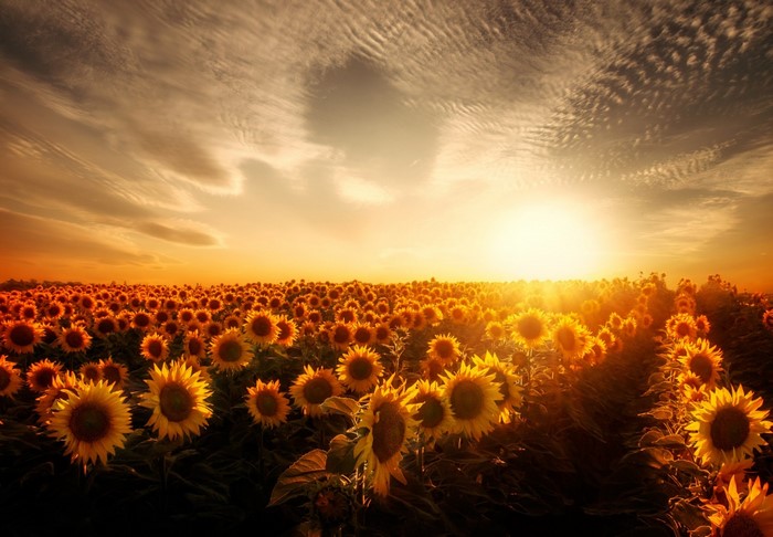 Sunflower Field at Sunset with Dramatic Sky