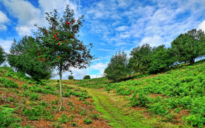 A winding path through a grassy hillside with trees