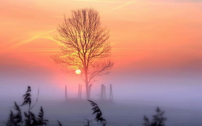 Bare tree silhouetted against foggy sunrise with orange sky