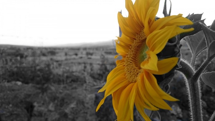 Close-up of a yellow sunflower with selective coloring