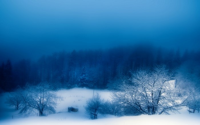 Snowy landscape with trees and fog