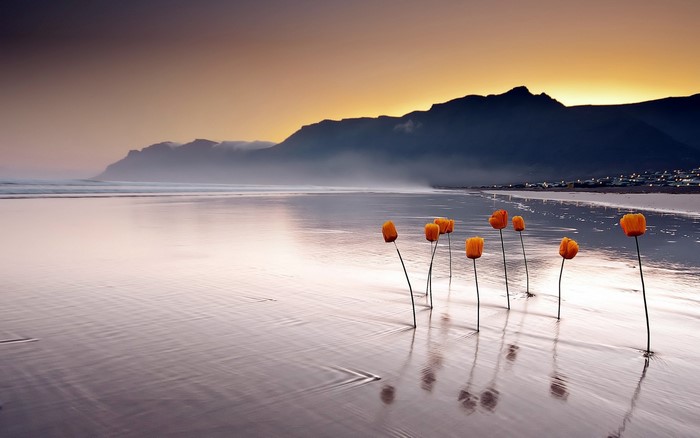 Orange flowers on a beach at sunset