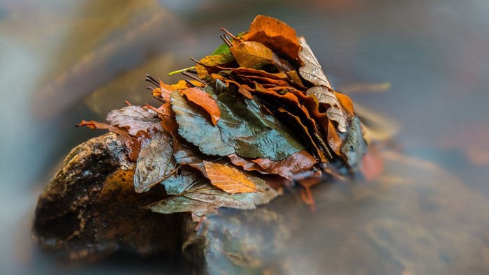Pile of wet autumn leaves on a rock in water