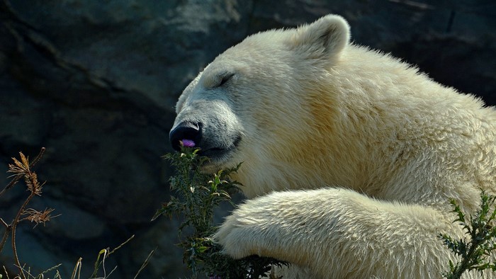 Polar bear smelling a small plant with purple flowers