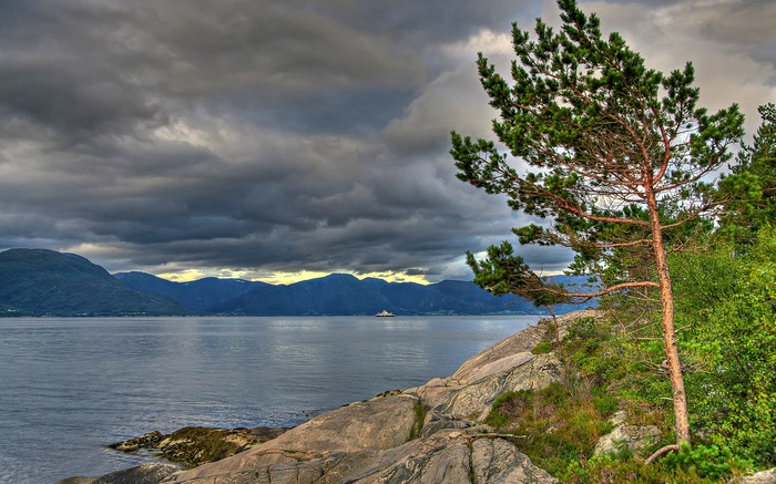 Pine tree on rocky shore overlooking a fjord