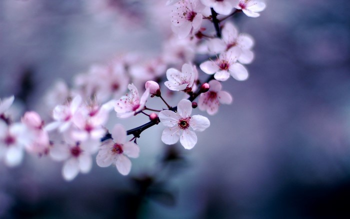 Close-up of pink cherry blossoms on a branch