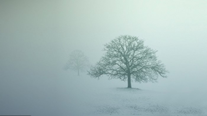 Two bare trees in a foggy winter landscape