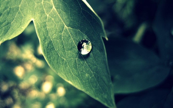 Water drop on a green leaf with sunlight