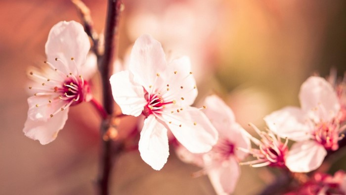 Close up of pink cherry blossoms on a branch