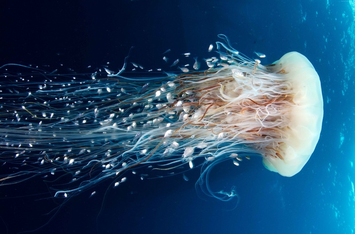HD, Jellyfish, Rangiroa, diving, 8k, tourism, 4k, Pacific Ocean, 5k