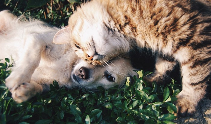 Cat resting on a dog in green grass