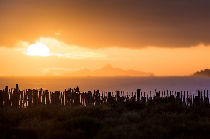 Sunset over the sea with a bird on a fence