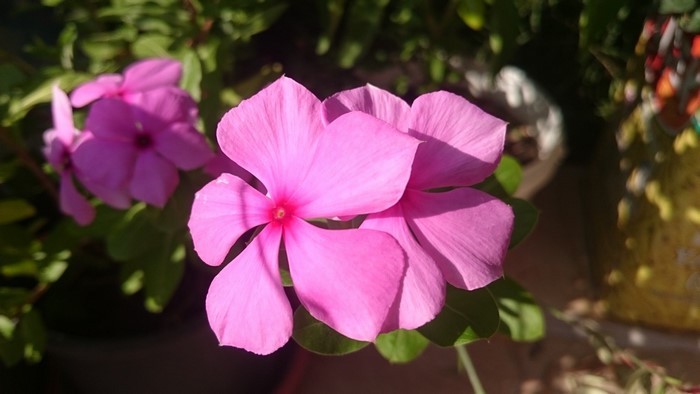 Pink periwinkle flowers in sunlight