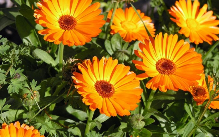 Orange Calendula Flowers in Sunlight