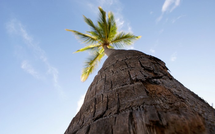 Palm tree trunk and leaves against a blue sky