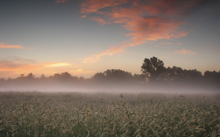 Field with mist at sunrise