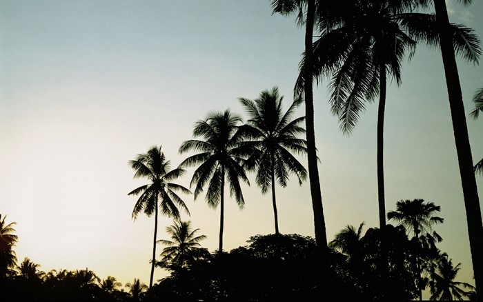Silhouette of palm trees against a twilight sky