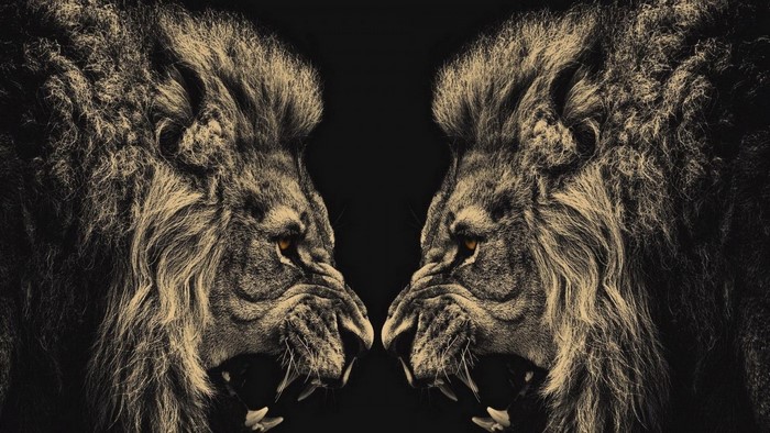 Two lions facing each other with open mouths
