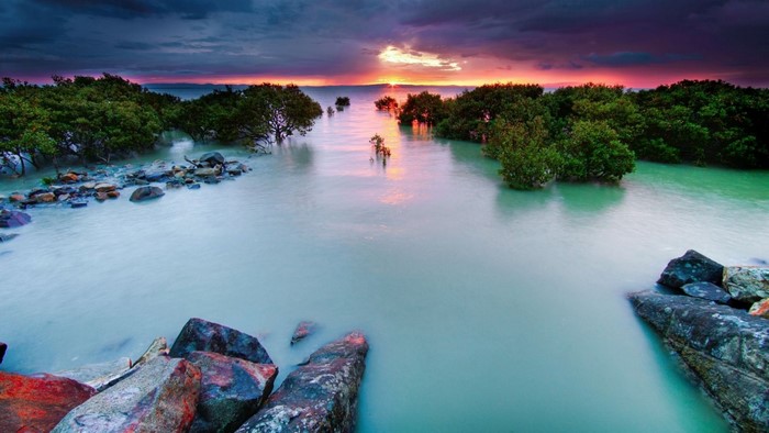 Mangrove trees in water at sunset