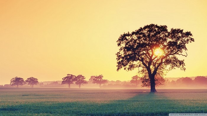 Silhouette of a large tree at sunrise over a misty field