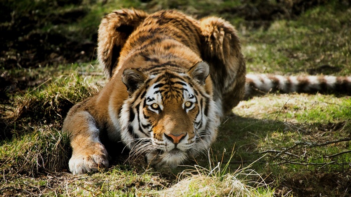 Tiger crouching in grass