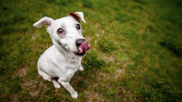 White Jack Russell Terrier dog licking its nose on grass