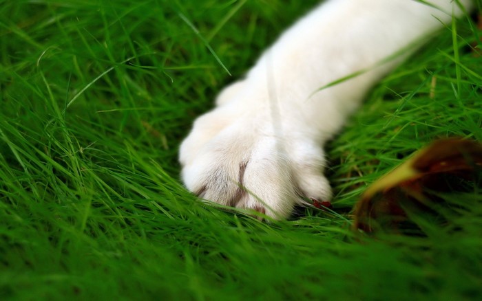Close-up of a white dog's paw in green grass