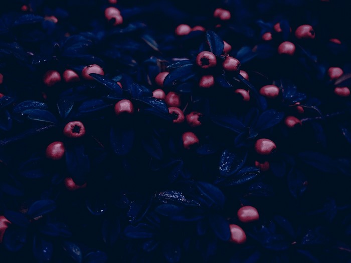 Darkness with red berries and blue leaves