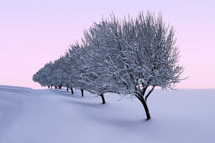 Snow-covered trees in a winter landscape