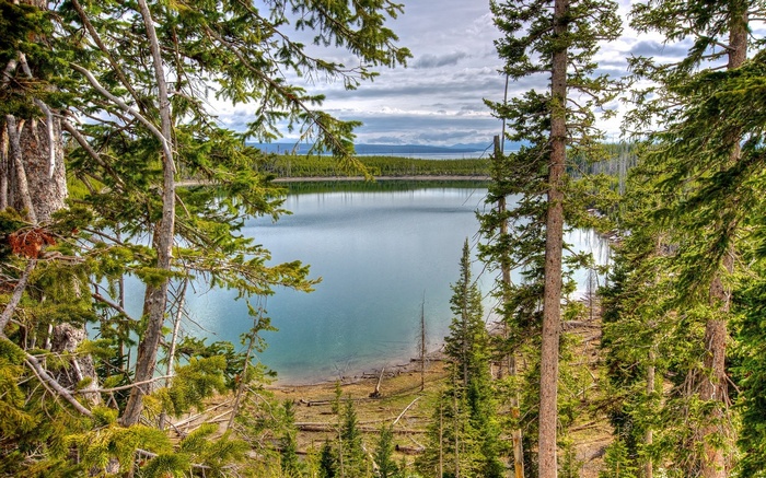 Lake framed by pine trees under cloudy sky