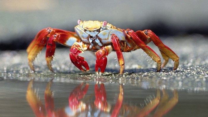 food, depth of field, sea, nature, sand, reflection, closeup, macro ...