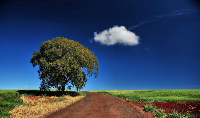 Tree on a dirt road in a green field under a blue sky