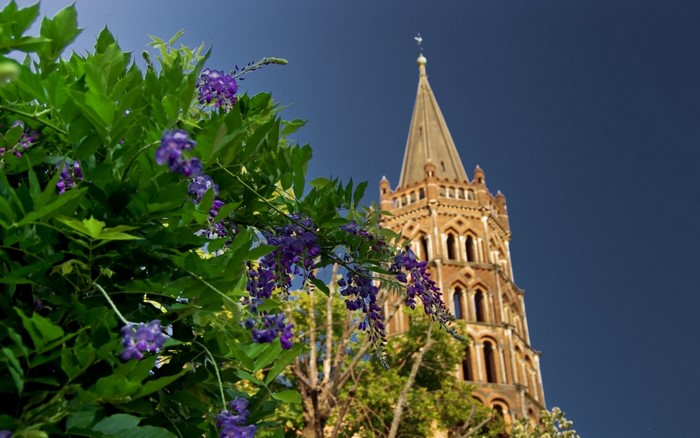 Purple flowers in front of a church tower in Toulouse, France