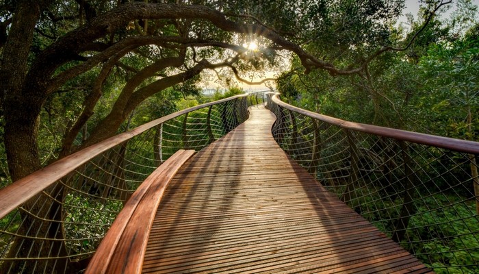 Wooden walkway through a sunlit forest canopy