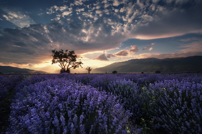 Lavender field at sunset with a lone tree