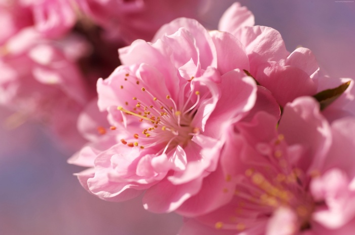 4k, pink, flower, spring, wallpaper, sakura
