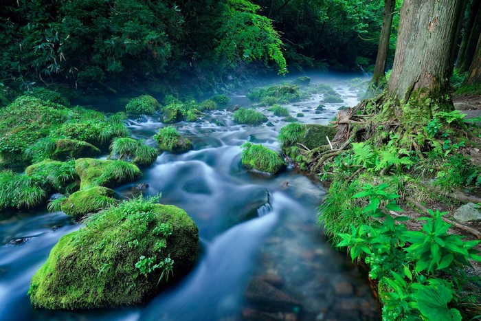 Mossy rocks in a flowing stream in a forest