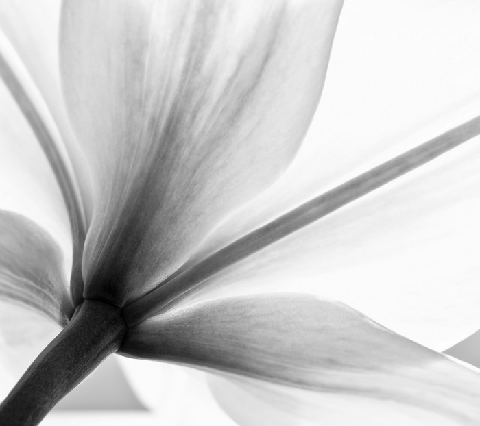 Monochrome close-up of a flower petal and stem