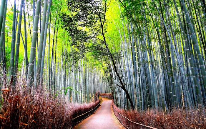 A path through a dense bamboo forest