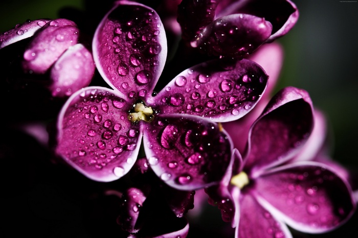 Purple Lilac Flowers with Water Drops 4K