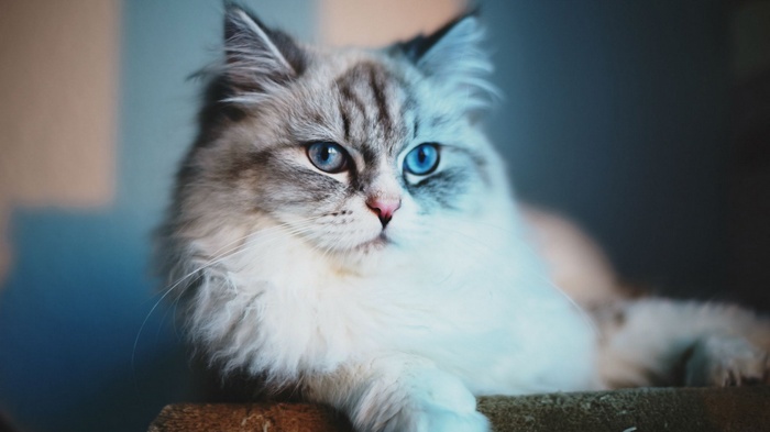 Fluffy cat with blue eyes