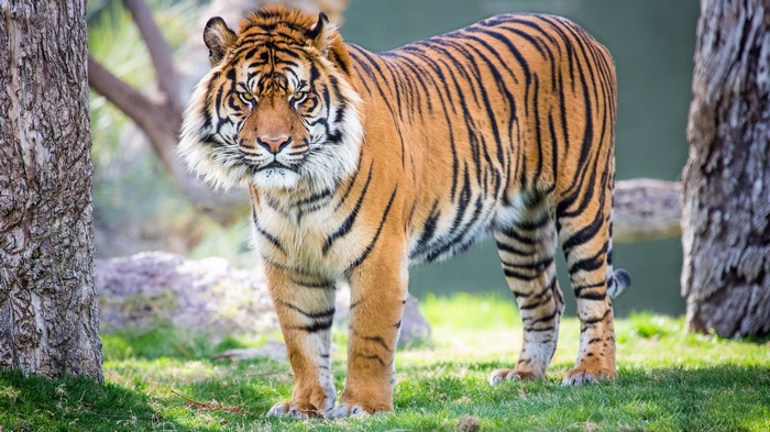 Tiger standing in a grassy area with trees
