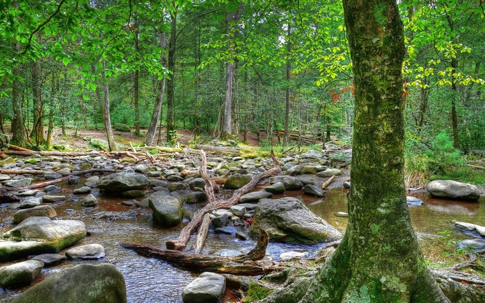 Forest stream with rocks and trees