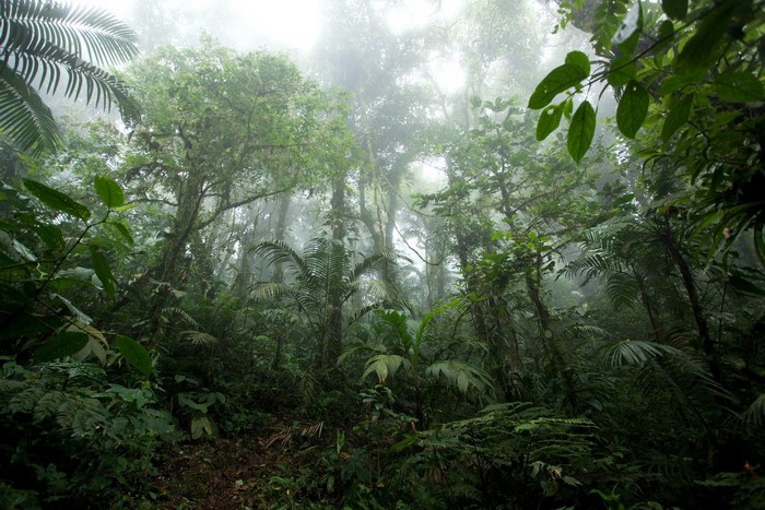 Misty rainforest with dense vegetation and tall trees