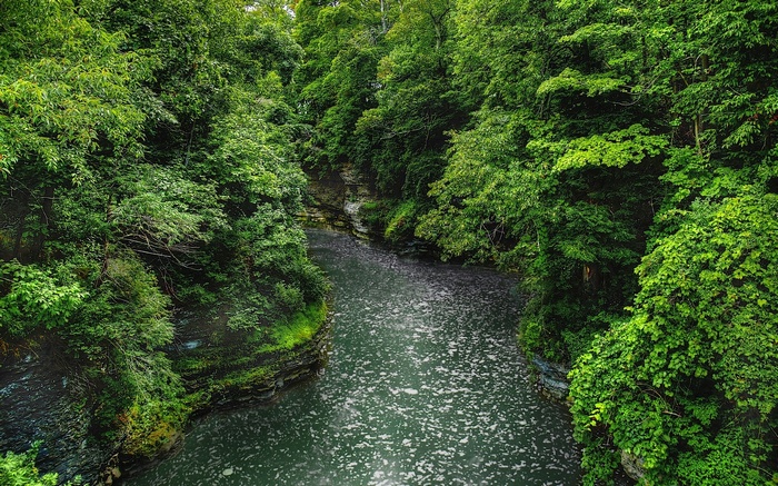 River flowing through a dense forest gorge