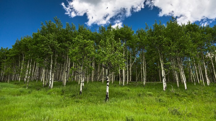 Aspen forest with green grass and blue sky