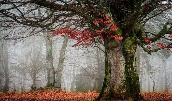 Misty forest with autumn leaves and mossy trees
