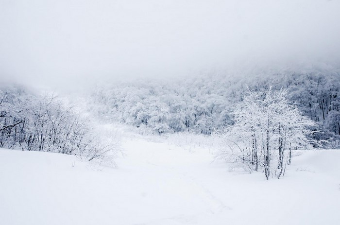 Snow-covered forest landscape in winter