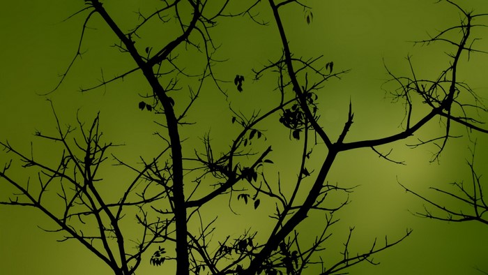 Silhouette of bare tree branches against a green sky